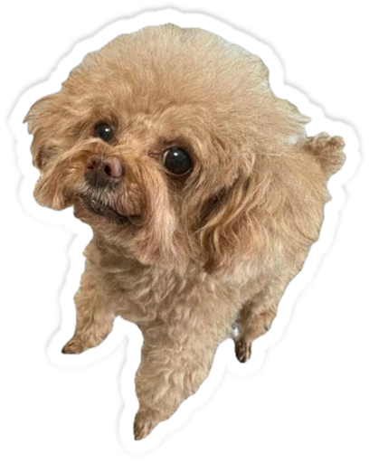 Puppy